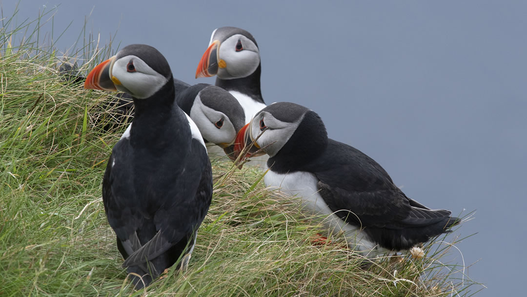 Puffins at Sumburgh Head in Shetland