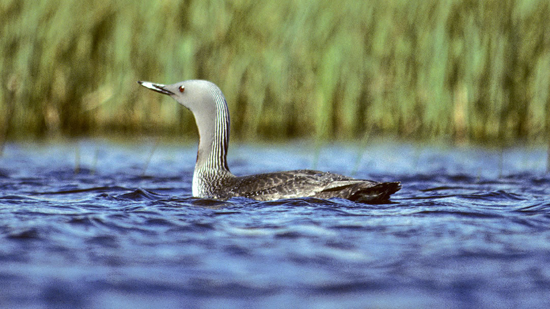 Red-throated diver