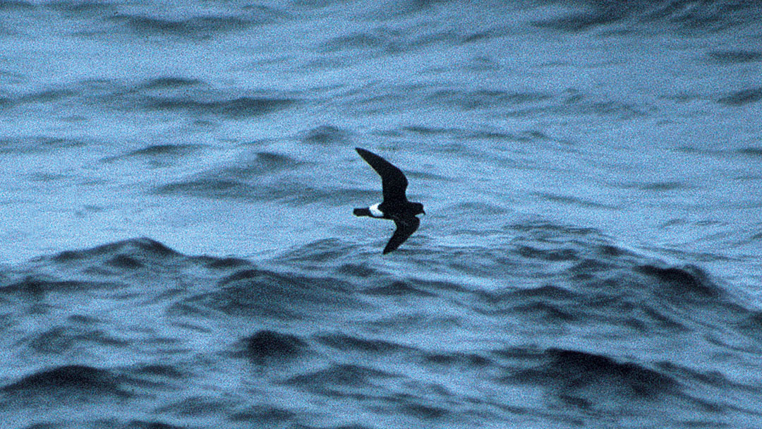 Storm petrel at sea