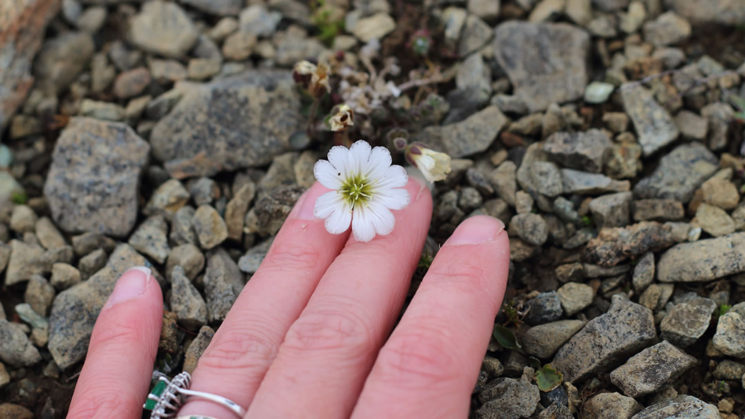 Edmonston's Chickweed