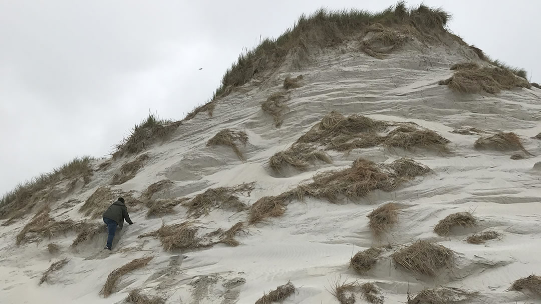 Climbing sand dunes at Tresness in Sanday, Orkney