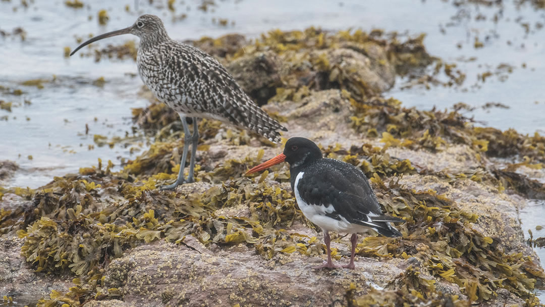 Curlew and Oystercatcher