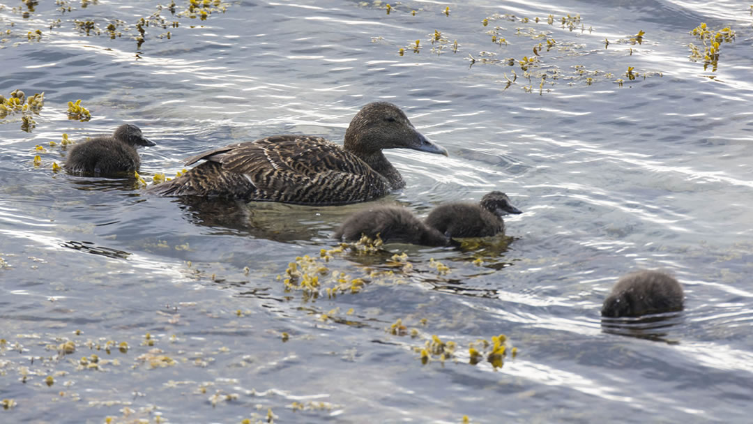 Eider duck and ducklings