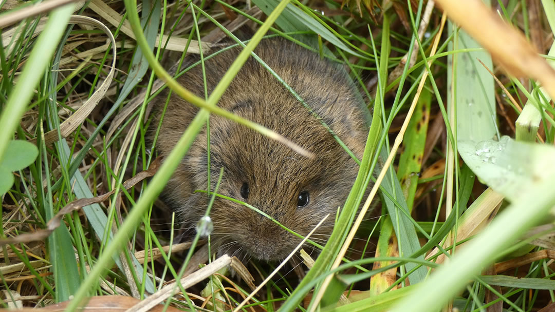 Sanday Vole