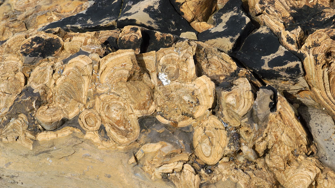 Close up of a stromatolite at Yesnaby, Orkney