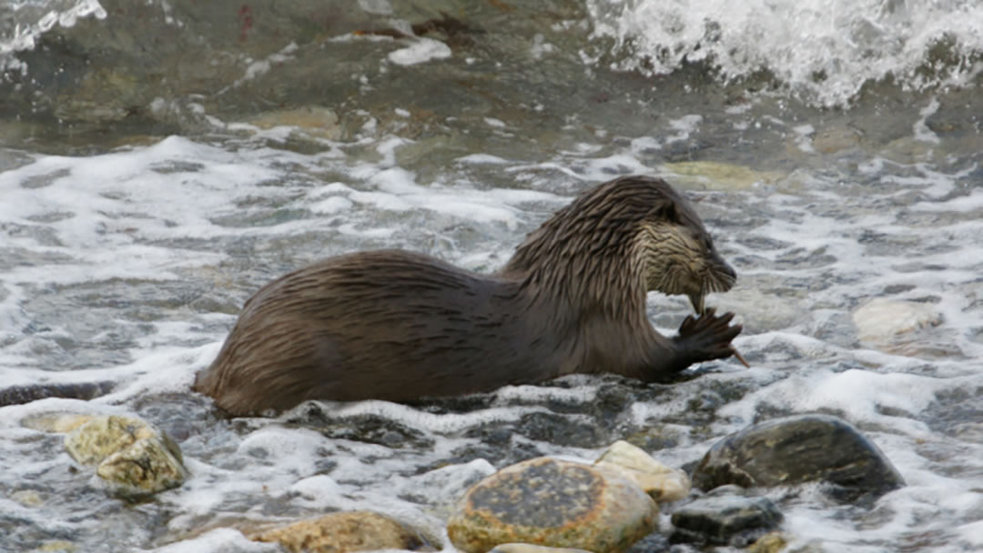 Otter (Lutra lutra) eating a butterfish in Shetland