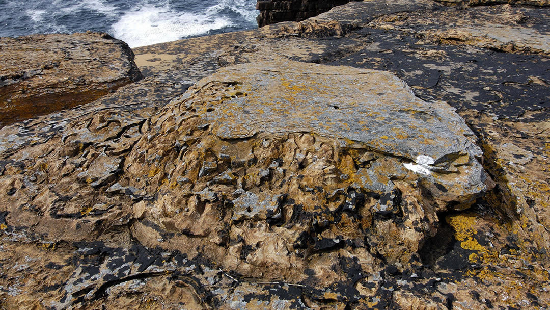 Stromatolite at Yesnaby, Orkney