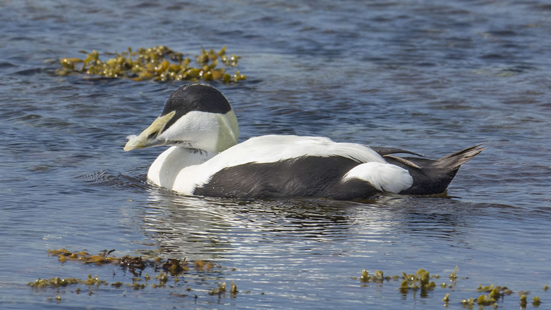 Eider duck in Scapa Flow, Orkney