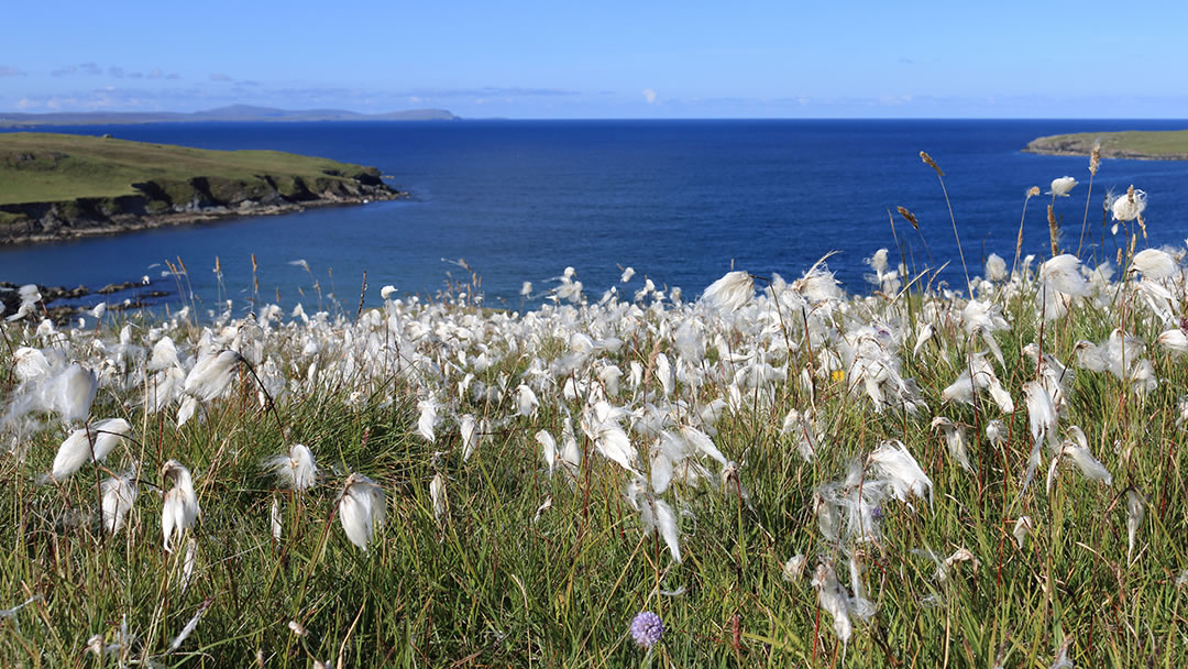 Fetlar, Shetland