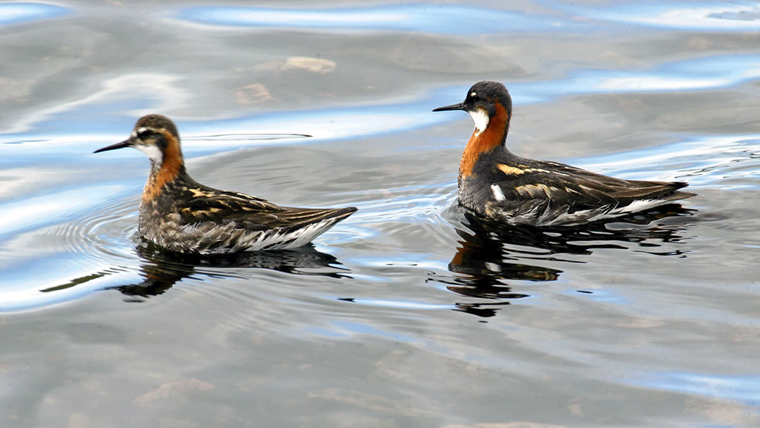 Red Necked Phalarope