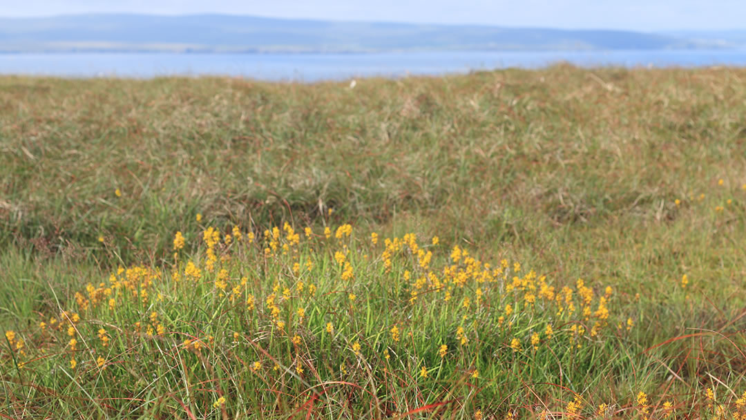 Wildflowers in Fetlar, Shetland