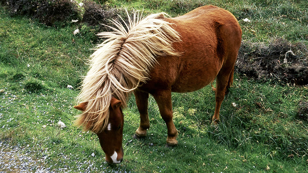 A Shetland Pony on Foula