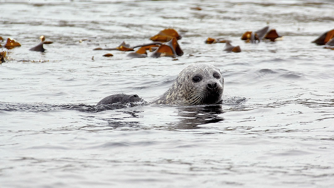 Common seal in Orkney