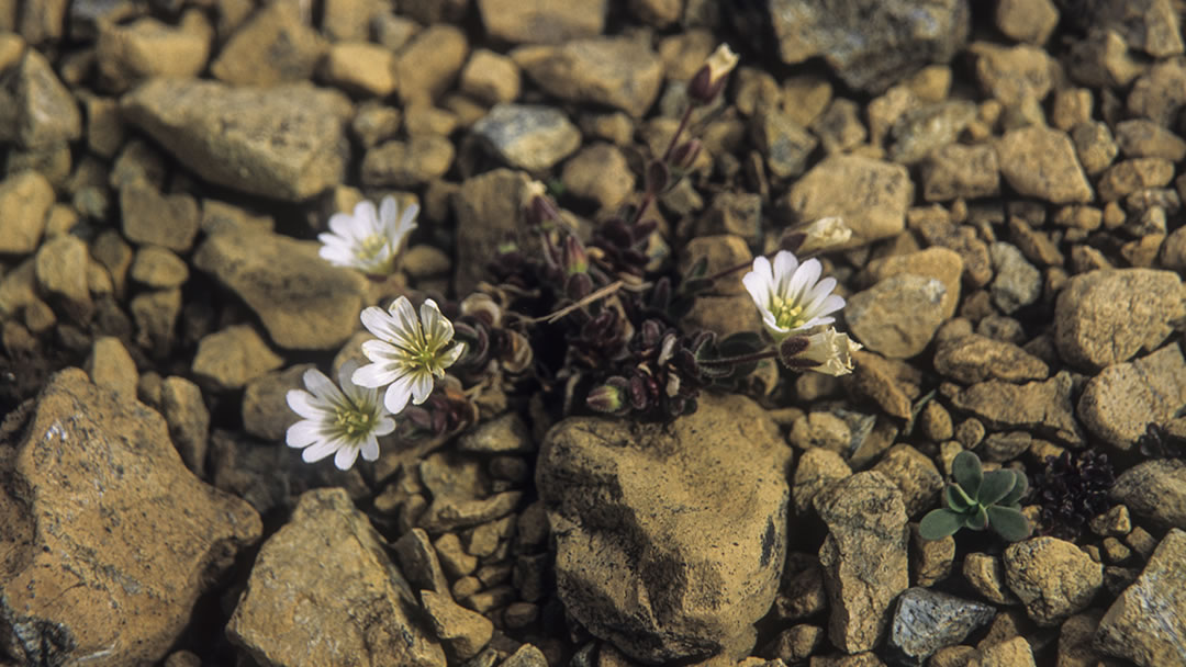 Edmondston's Chickweed - the only place this plant can be found is at the Keen of Hamar, Unst, Shetland