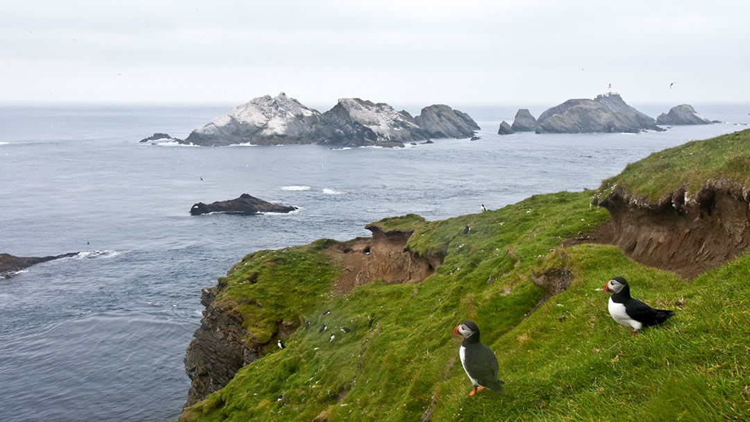 Hermaness, Unst, Shetland