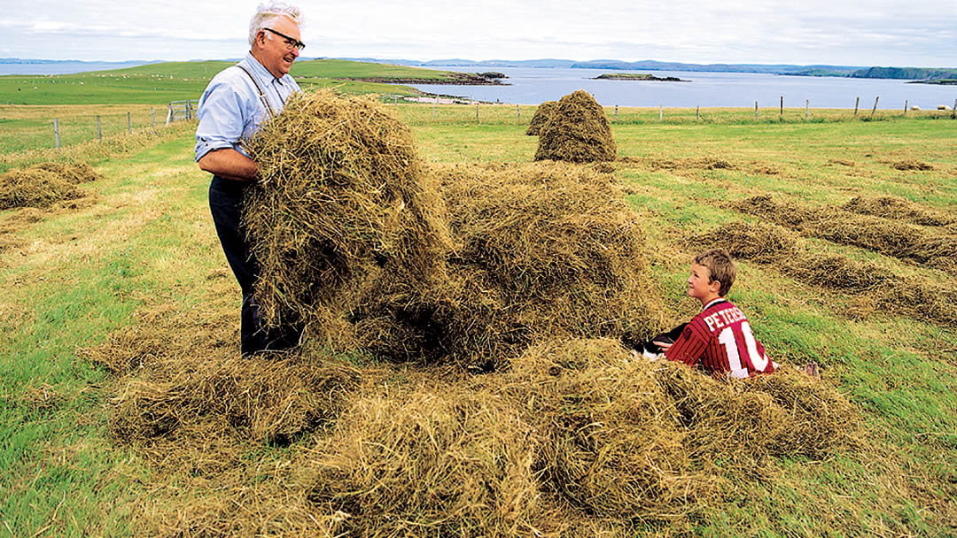 Making hay coles in Papa Stour