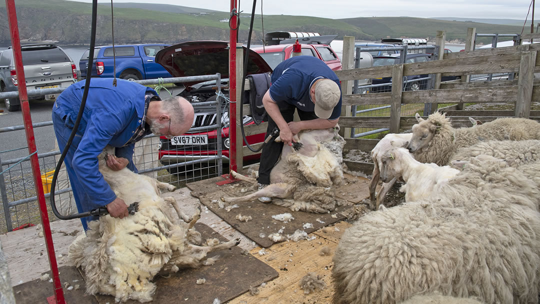 Sheep shearing at Hermaness, Shetland