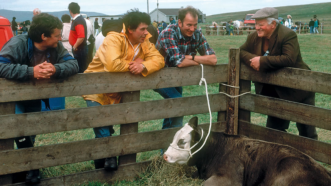 Shetland Farmers at the Cunningsburgh show