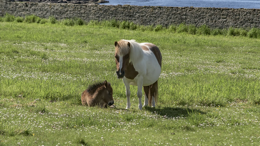 Shetland Ponies at Sumburgh Head