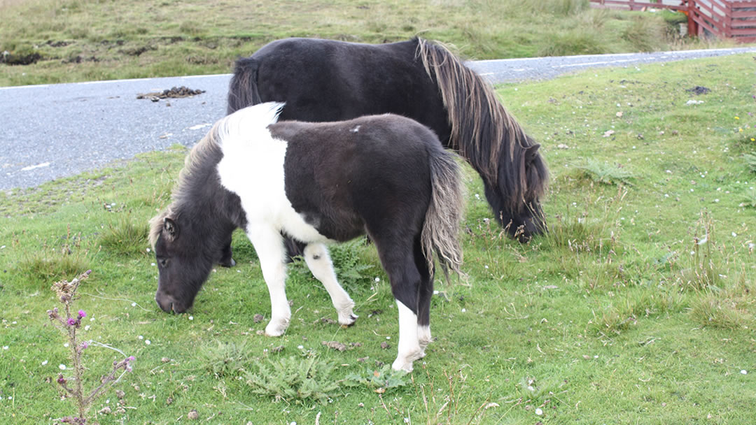 Shetland Ponies grazing