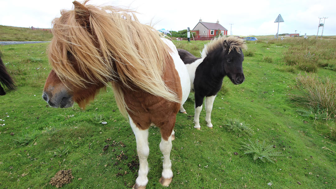 Shetland Ponies on Yell