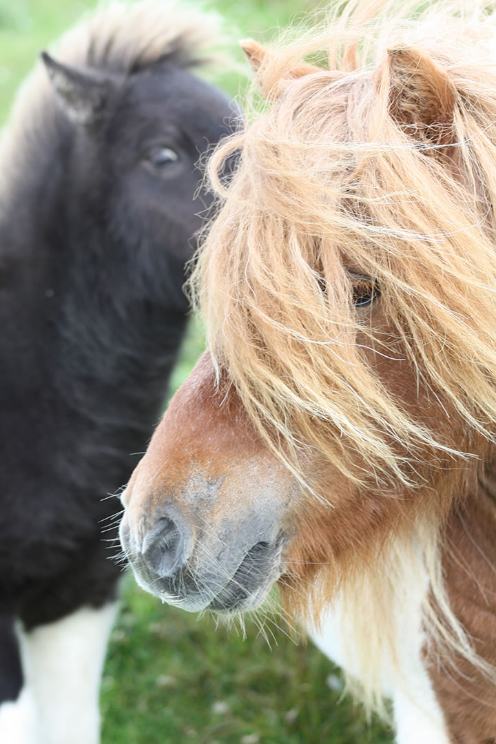 Shetland Ponies