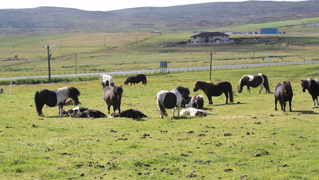 Shetland Pony stud
