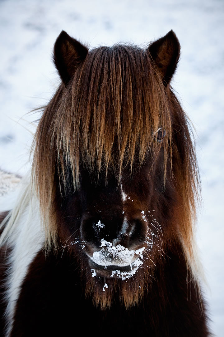 Shetland Pony with a cold nose