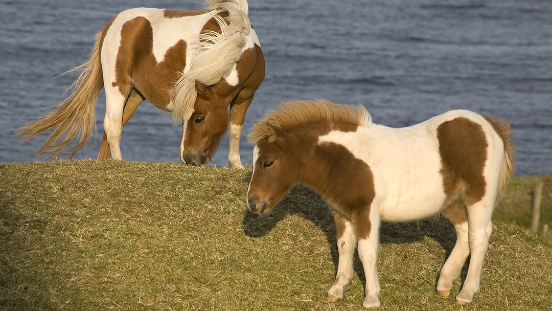 Shetland Pony