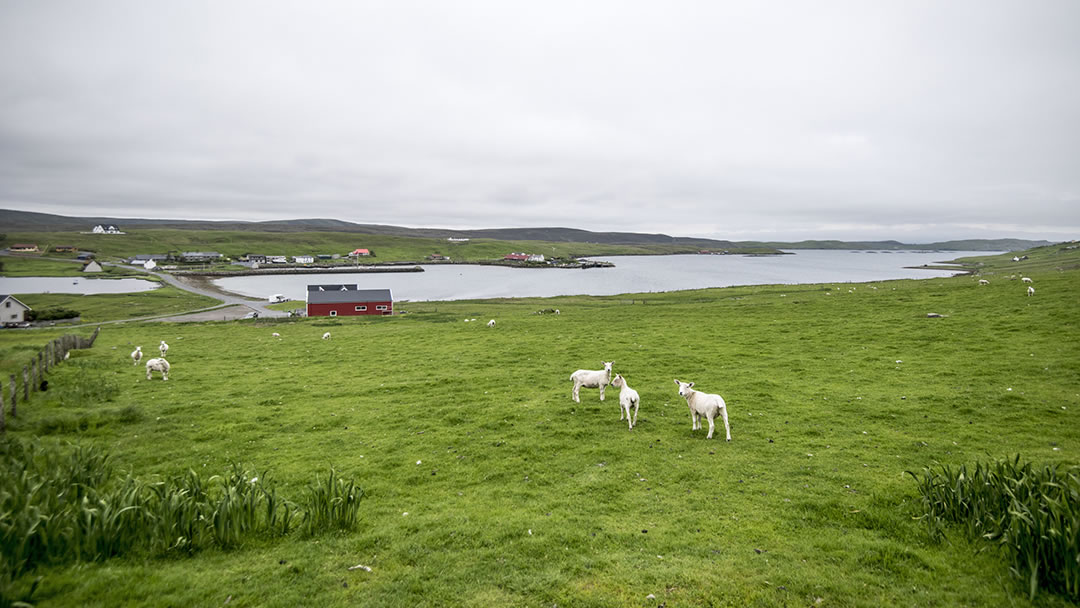 Vidlin in Shetland