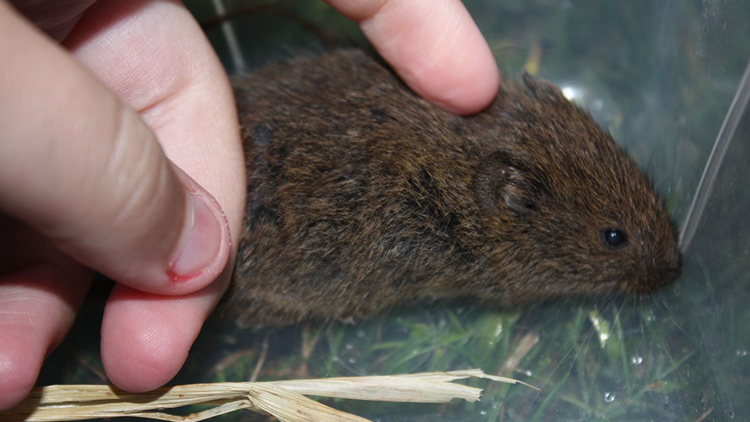 An Orkney Vole