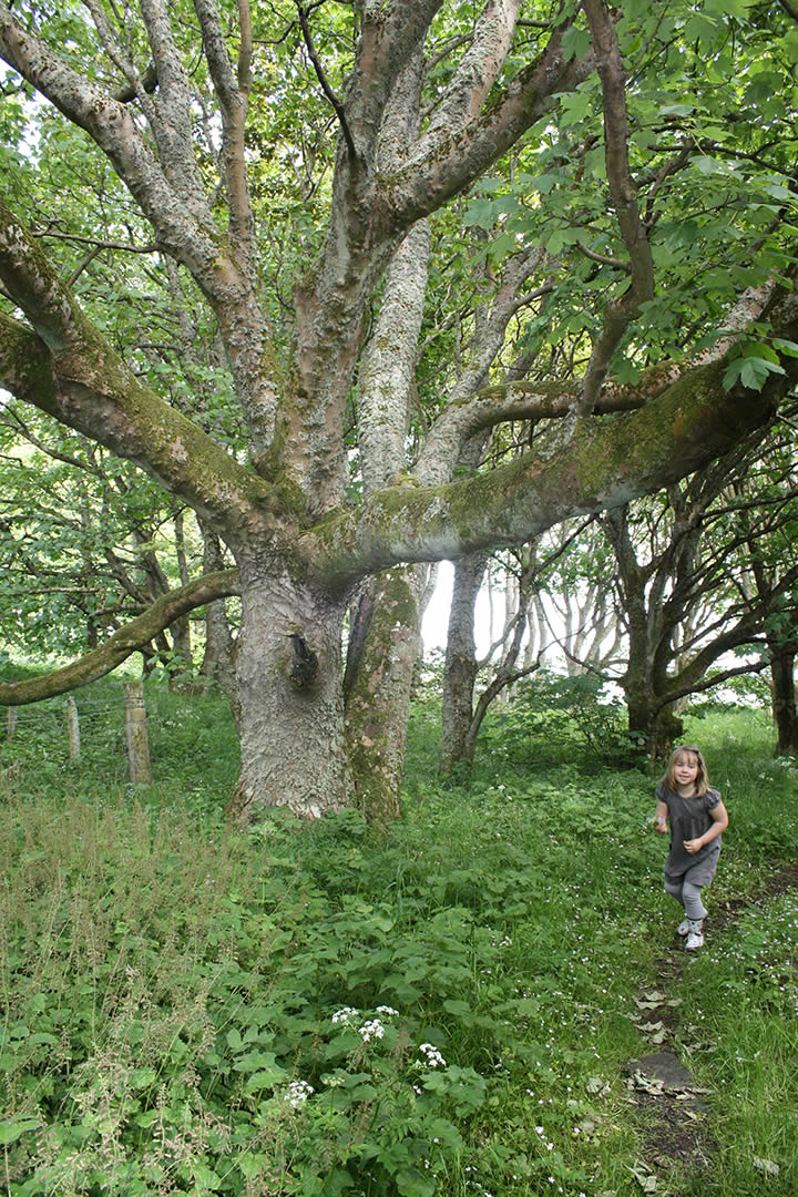 Binscarth Wood, Orkney