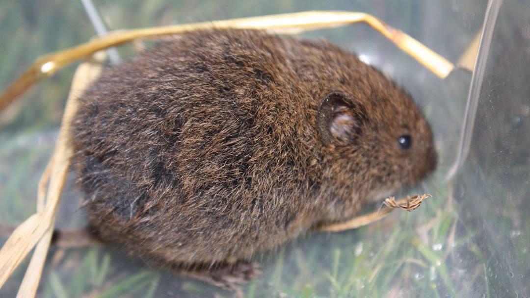 An Orkney Vole