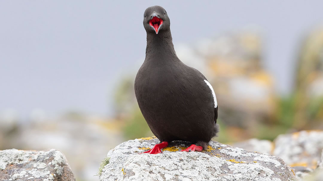 Black Guillemot