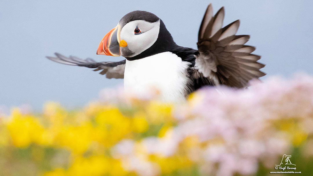 Cliffside Puffin