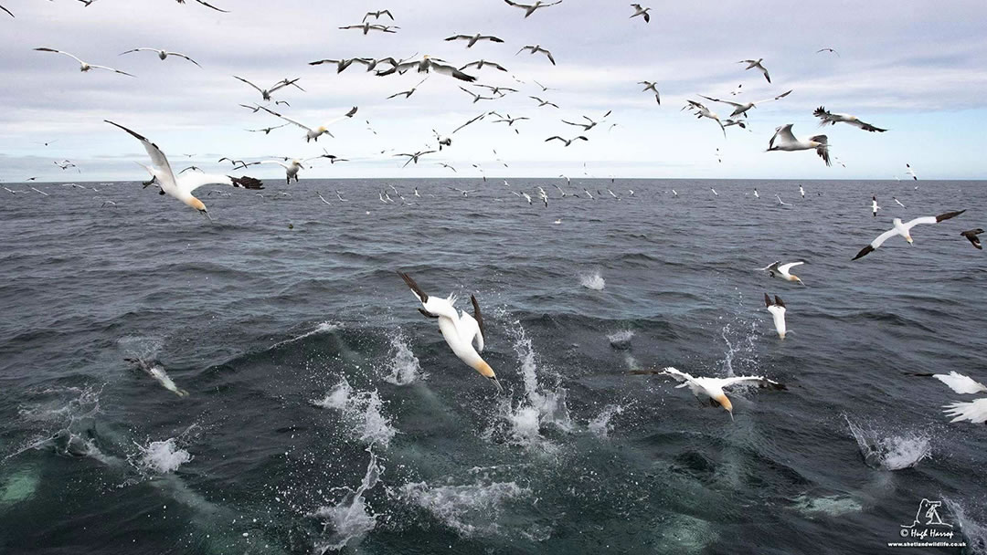 Gannet feeding frenzy