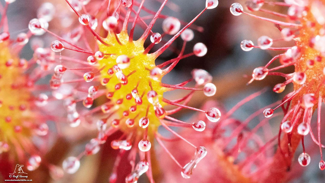 Greater Sundew