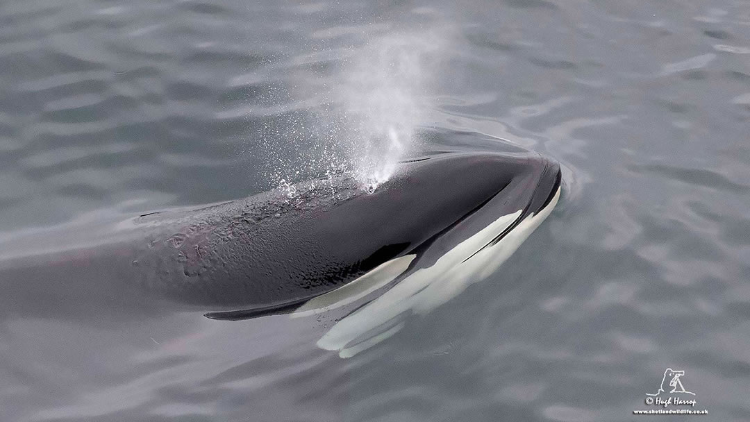 Orca in Shetland by Hugh Harrop