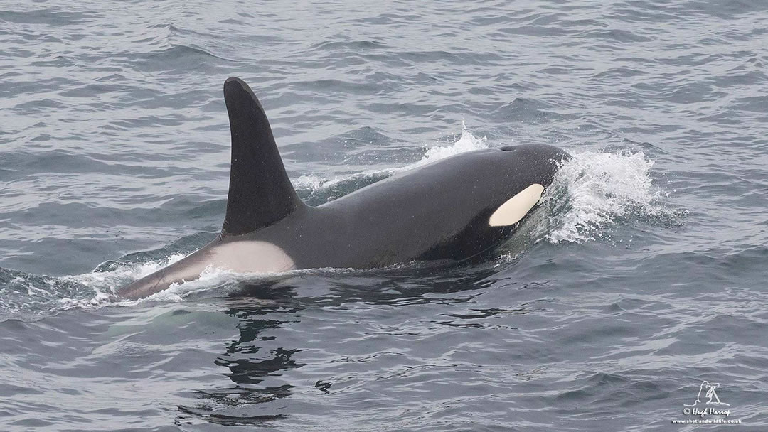 Orca in Shetland waters