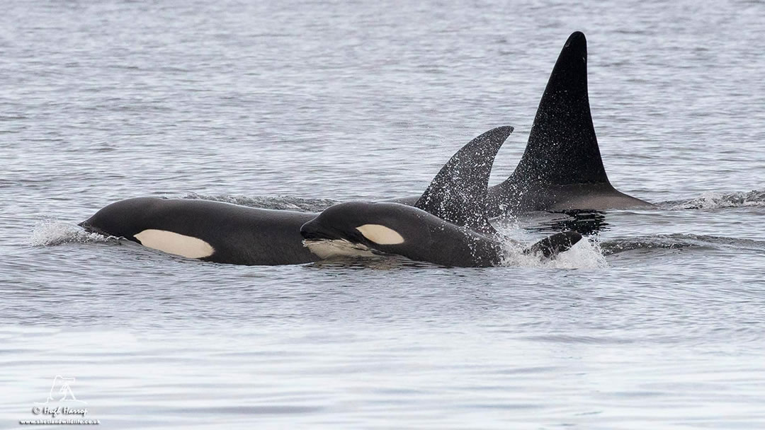 Orca pod