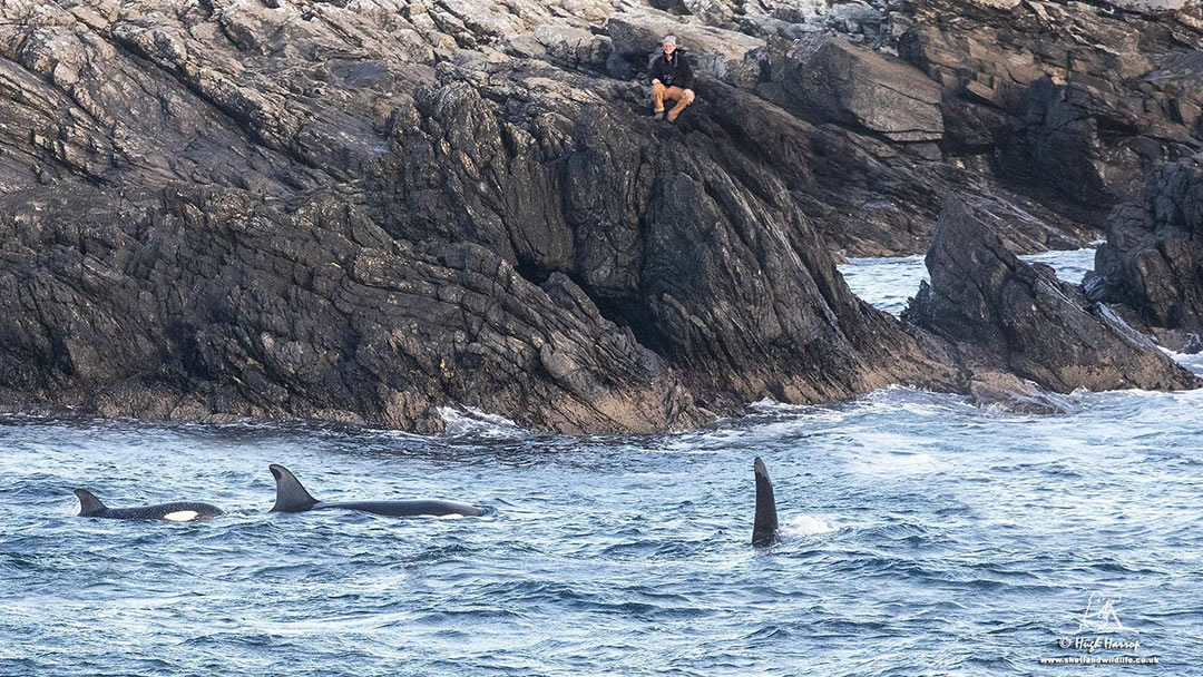 Orca watching