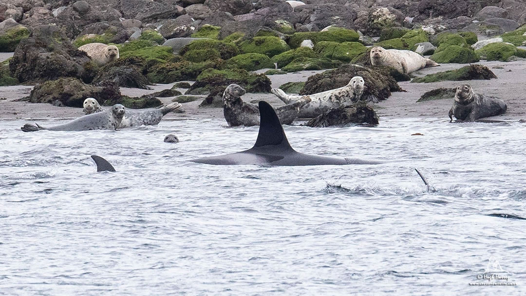 Orcas and seals