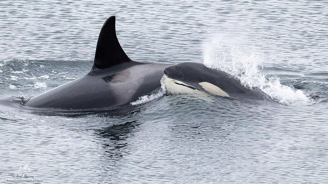 Orcas breaching