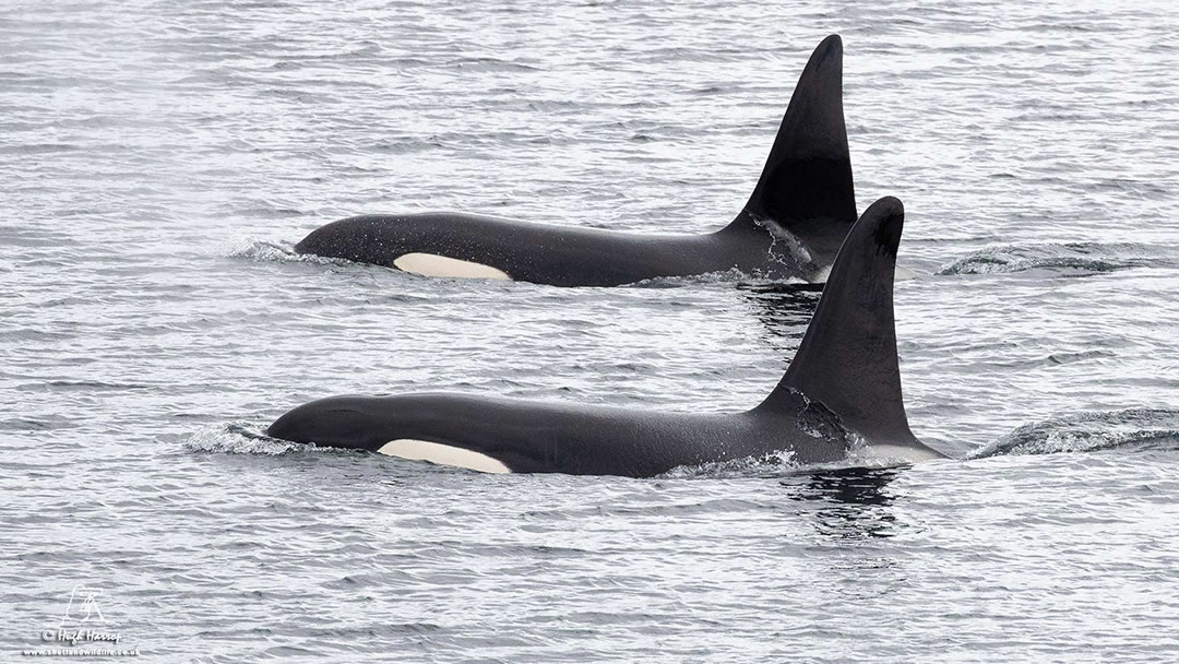 Orcas