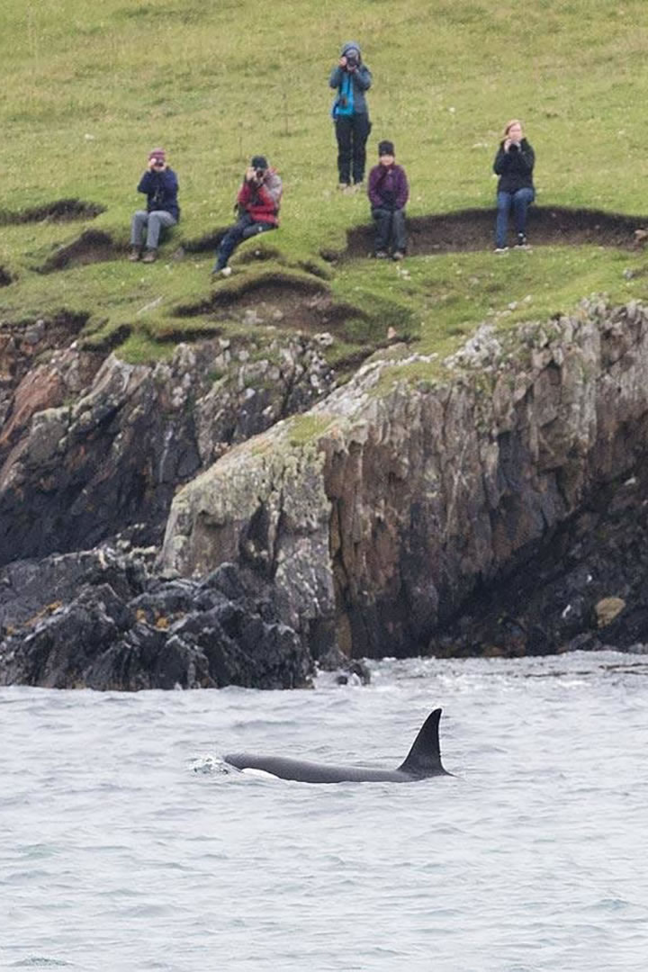 Shetland Wildlife group watching orcas