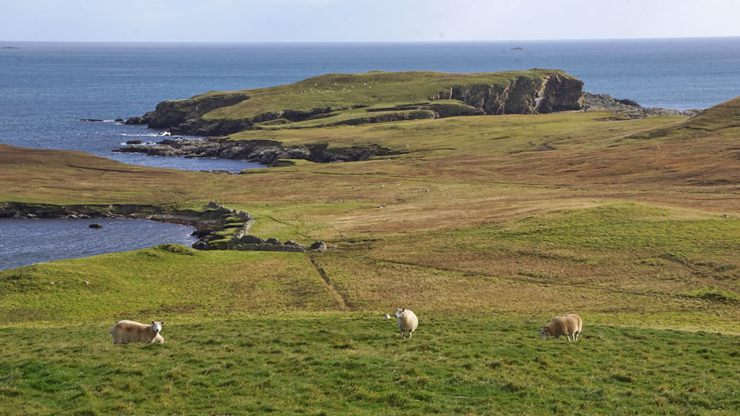 View to Hog Island from Neap, Shetland by Mike Pennington