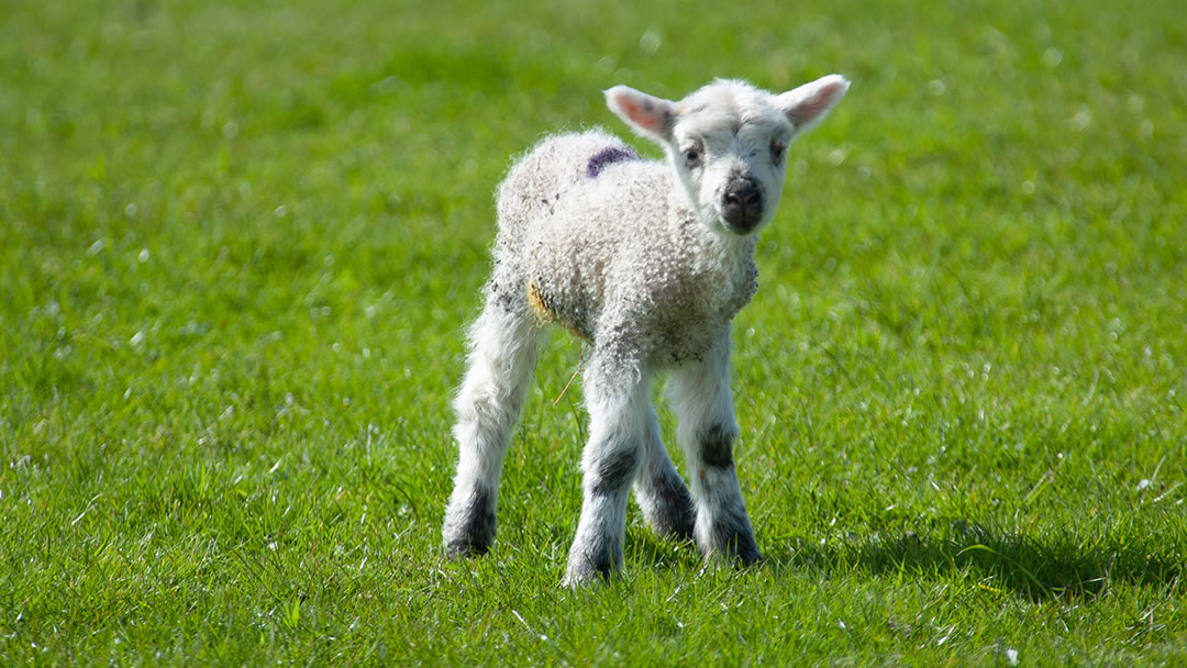 A lamb in Shetland