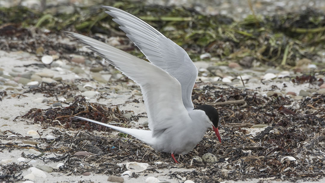 Arctic Tern