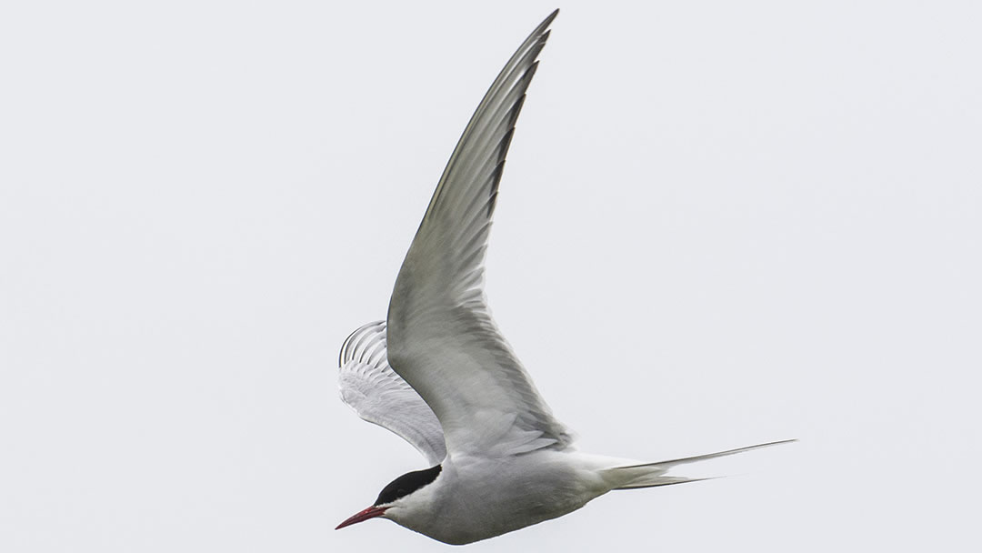 Arctic Tern