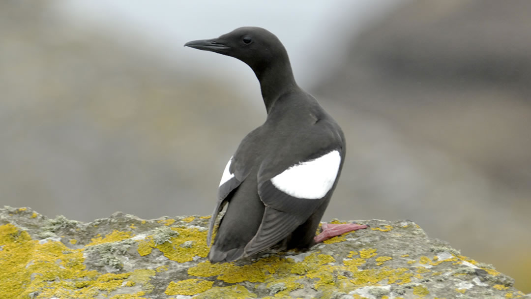 Black Guillemot